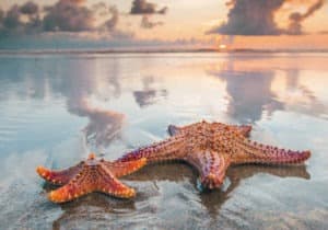 Starfish responsibility